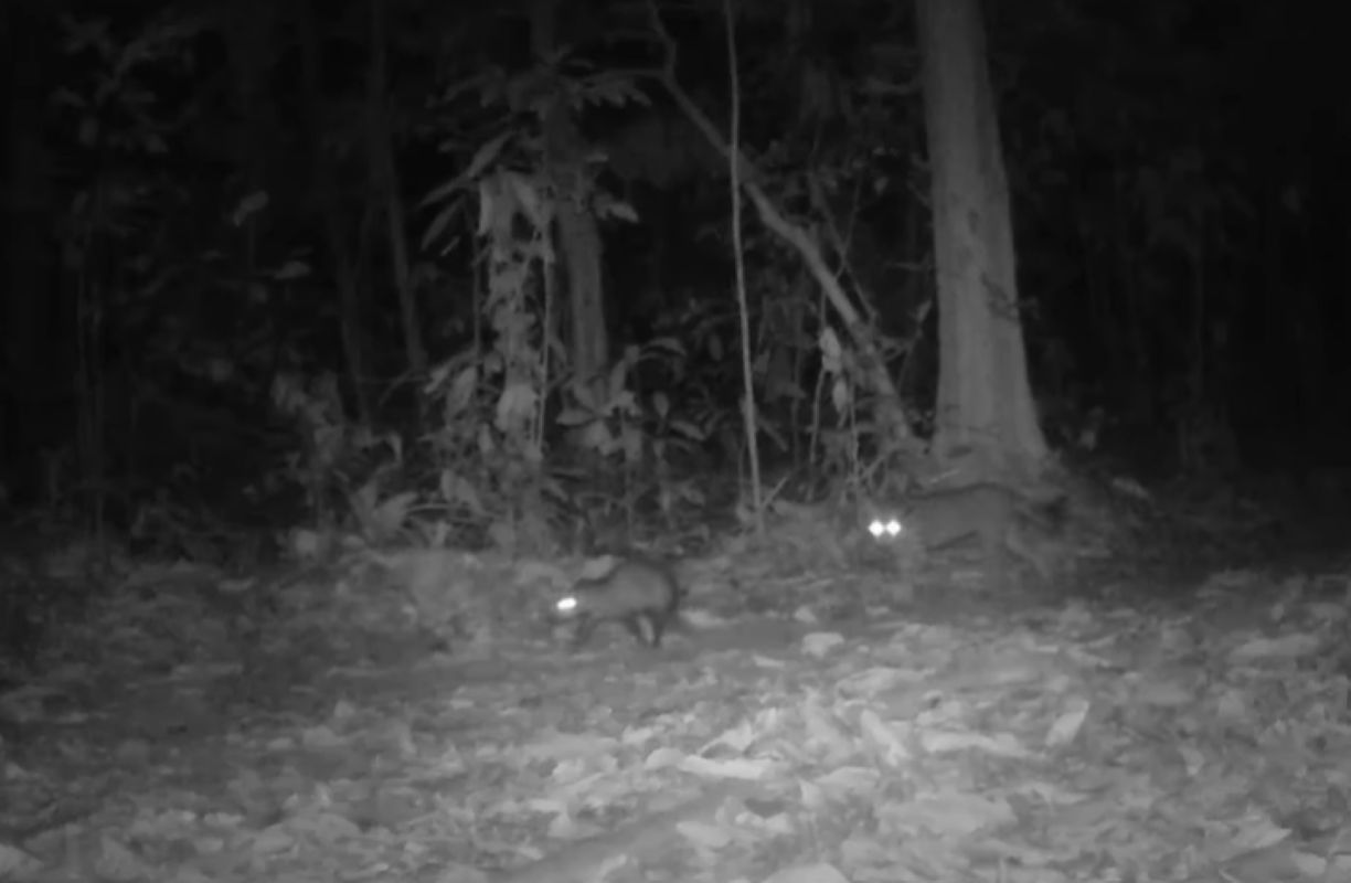 Ocelot i opos