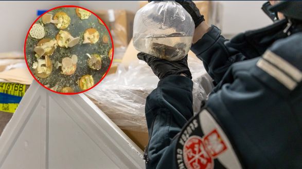 Przyłapani na Lotnisku Chopina. 1,5 tony skarbów z Indonezji zatrzymane