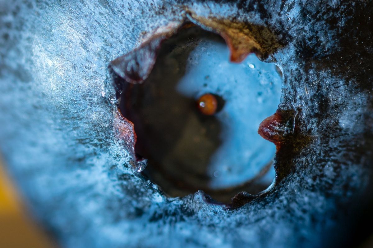 Close-up of American blueberry