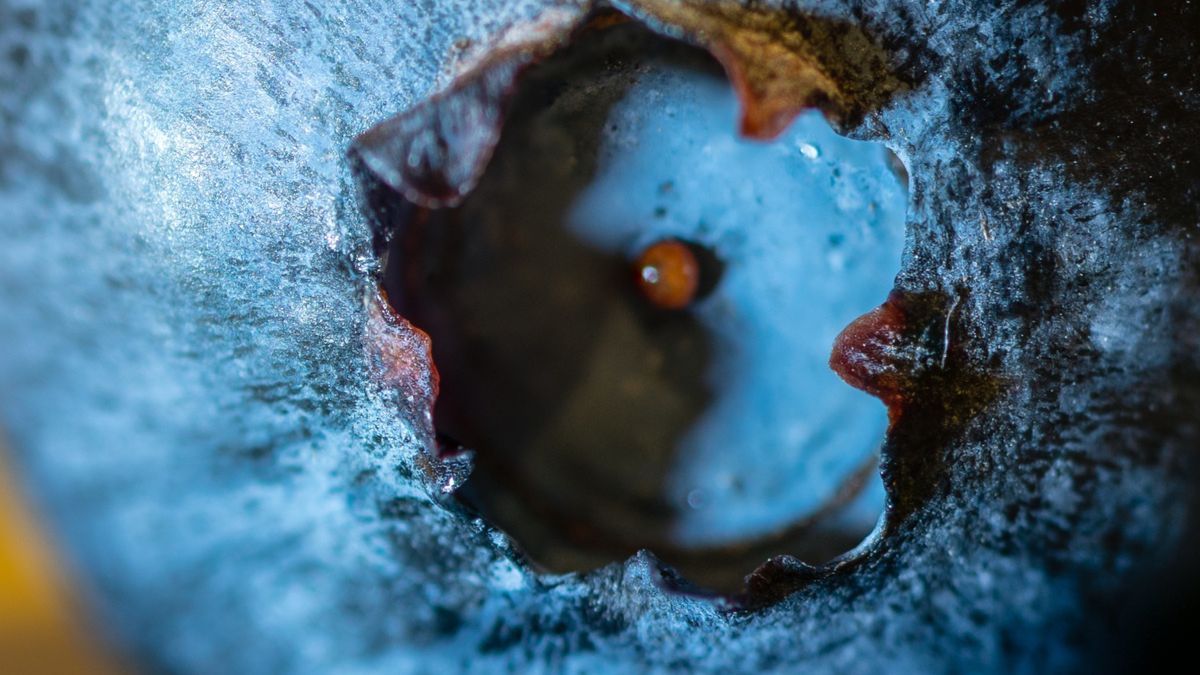 Borówka amerykańska w zbliżeniu