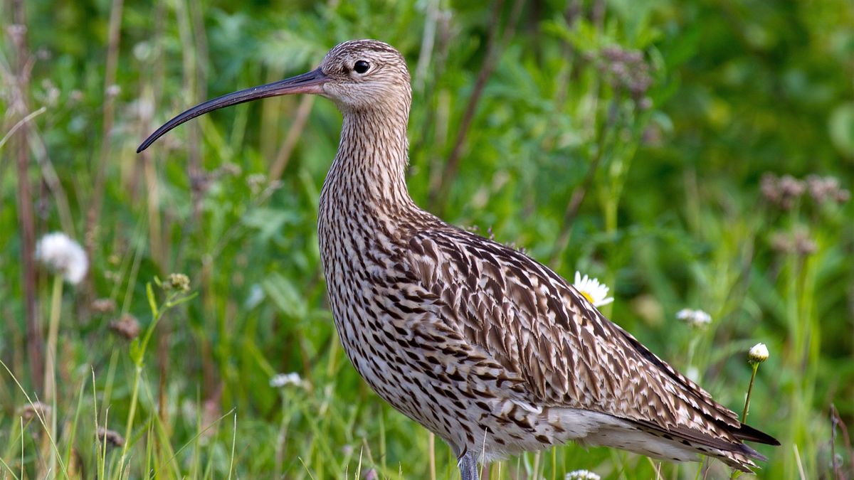 Być może urzędnikom chodziło o gatunek spokrewniony z kulikiem wielkim.
