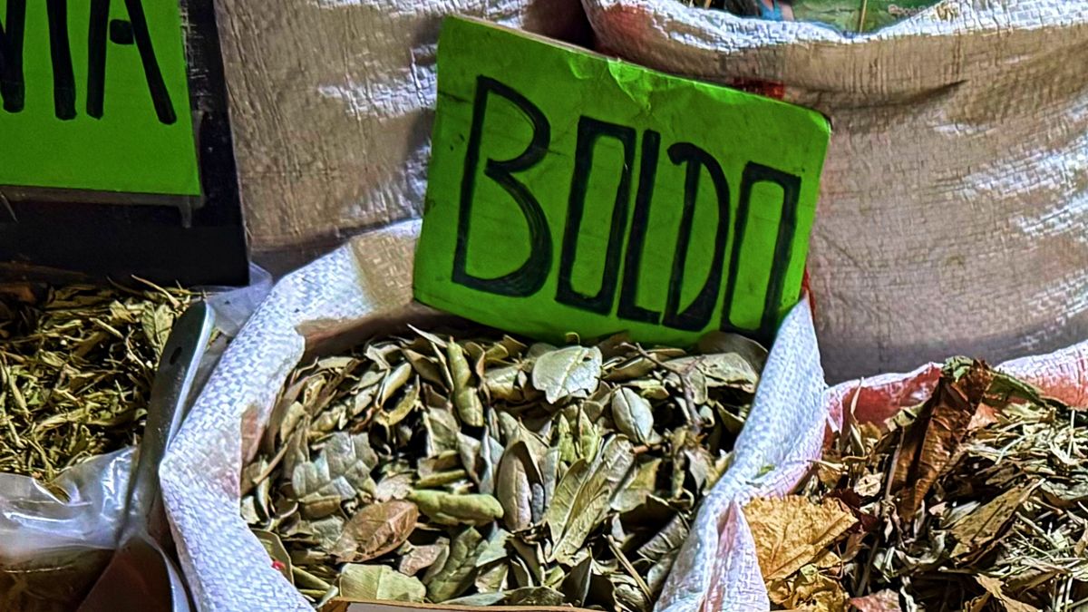 Liście boldo – sekret zdrowia z Ameryki Południowej