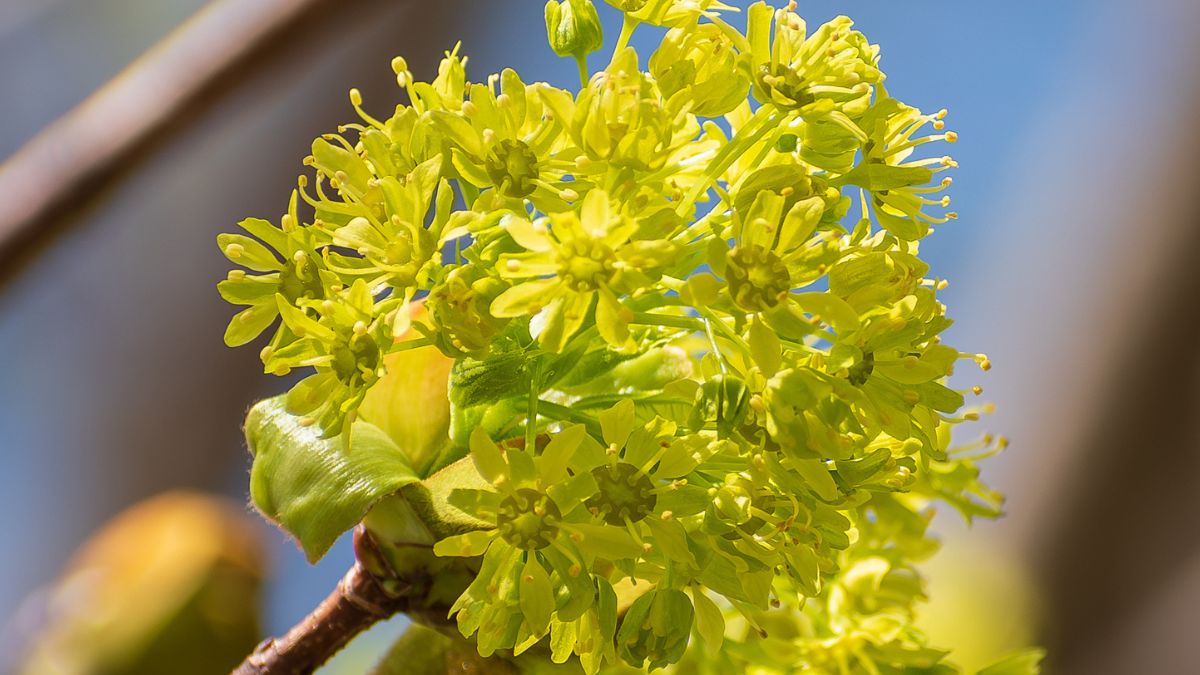 Nie każdy wie, że te kwiaty są jadalne