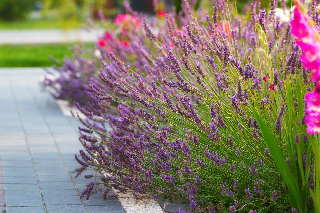 How to make lavender bloom abundantly?