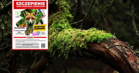 Leśnicy ostrzegają spacerowiczów. Zaczyna się masowa akcja w lasach