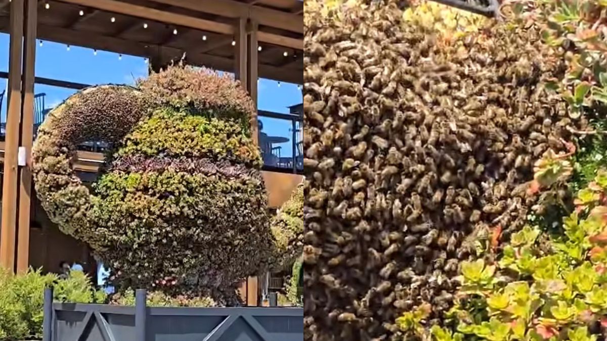 Rój pszczół pojawił się w Zakopanem. Jest nagranie