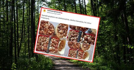 "Sypnęło". Pochwalił się zbiorami z Lubelszczyzny