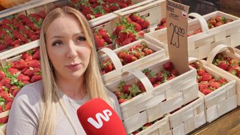 "Smakują truskawką". Pierwsze polskie owoce trafiły do sprzedaży