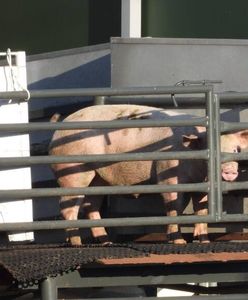 Pabianice. Dramatyczne sceny przed jedną z ubojni. Razili prądem i kopali zwierzęta