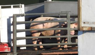 Pabianice. Dramatyczne sceny przed jedną z ubojni. Razili prądem i kopali zwierzęta