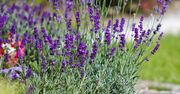 To już ostatni dzwonek. Lawenda znów będzie uginać się od kwiatów