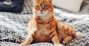 Kot głośno miauczy? Zdziwisz się, co to oznacza