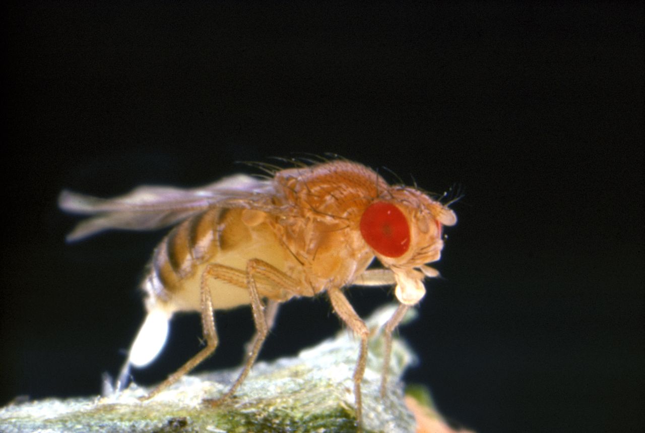 Engineered fruit flies shed light on brain's stop signals