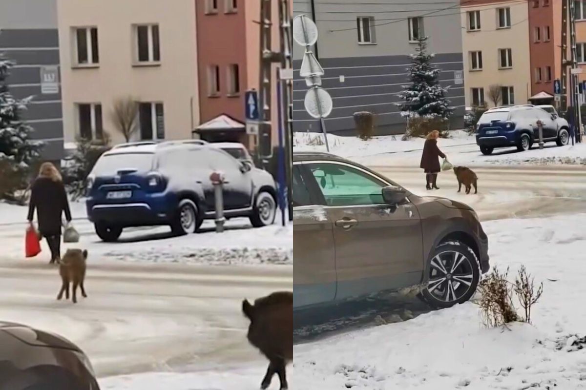 W centrum miasta uciekała przed dzikami. Miały chrapkę na jej zakupy