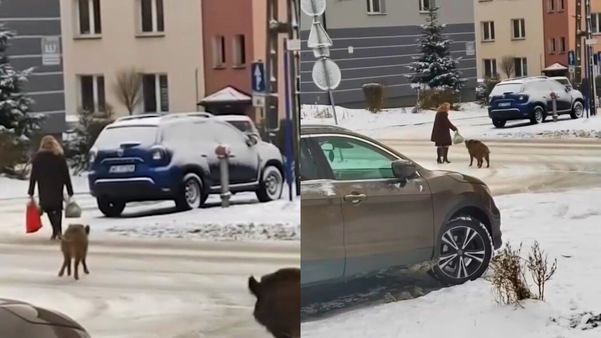 Te dziki w Jaworznie zaczepiały kobietę z zakupami 