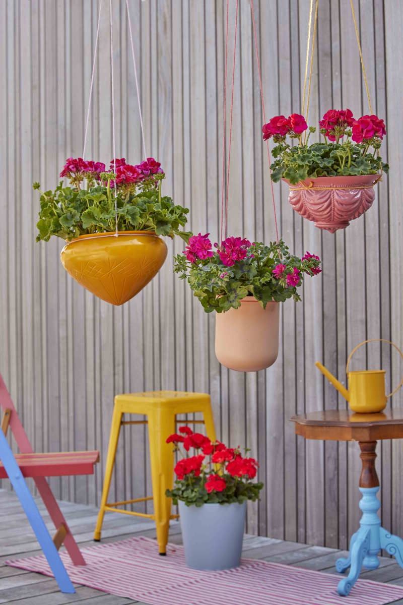Pelargonie 3