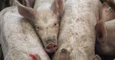 Pięć dni, które wstrząsnęły rynkiem. Tanie mięso już jedzie do Polski