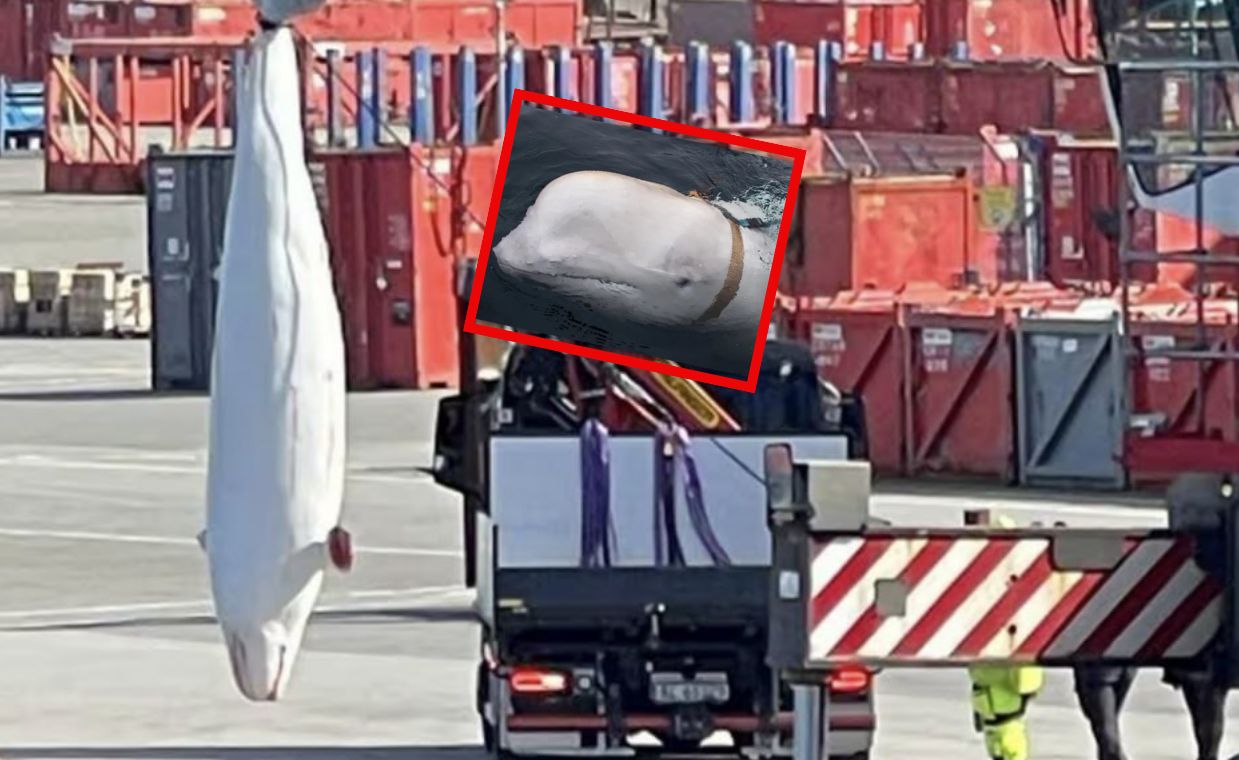 Nie żyje "rosyjski szpieg". Znaleziono martwego wieloryba Hvaldimira