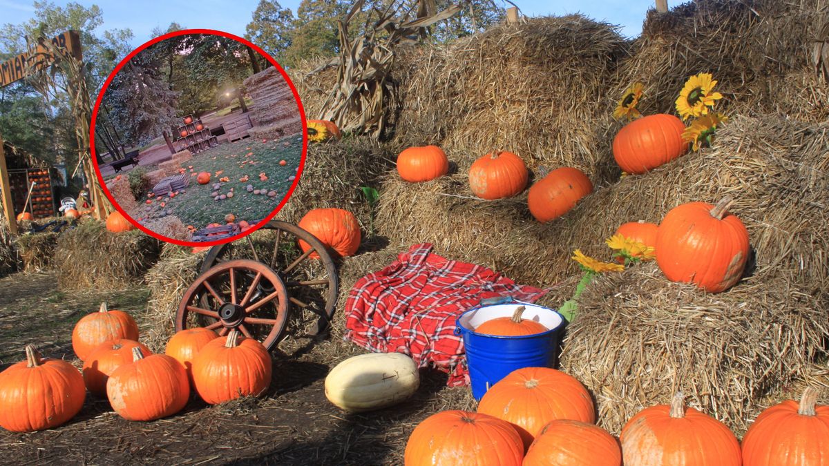 Turyści lubią odwiedzać farmy dyniowe 