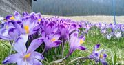 Tatry: Kiedy zakwitną tatrzańskie krokusy na Polanie Chochołowskiej