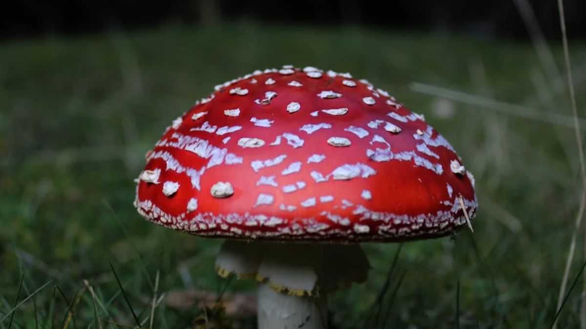 Najbardziej niebezpieczny grzyb w Polsce.