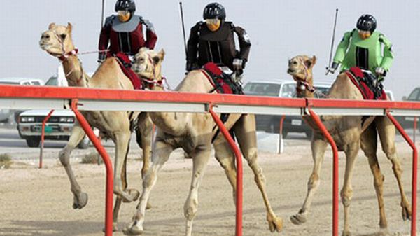 Nielegalne modyfikacje robotów na wyścigach wielbłądów 1