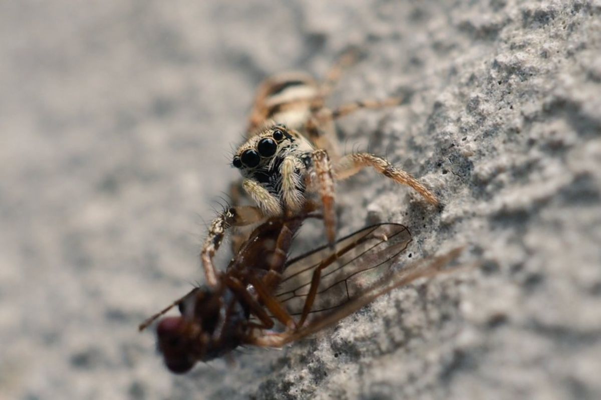Skakun. &quot;Wdzięczny temat do fotografii, ale jednocześnie te małe pajączki są bardzo pożyteczne&quot;
