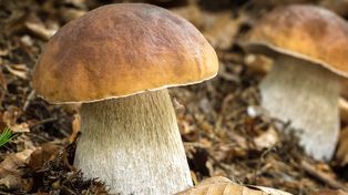 Każdy grzybiarz powinien znać ten sposób. Jak odróżnić borowika od szatana?
