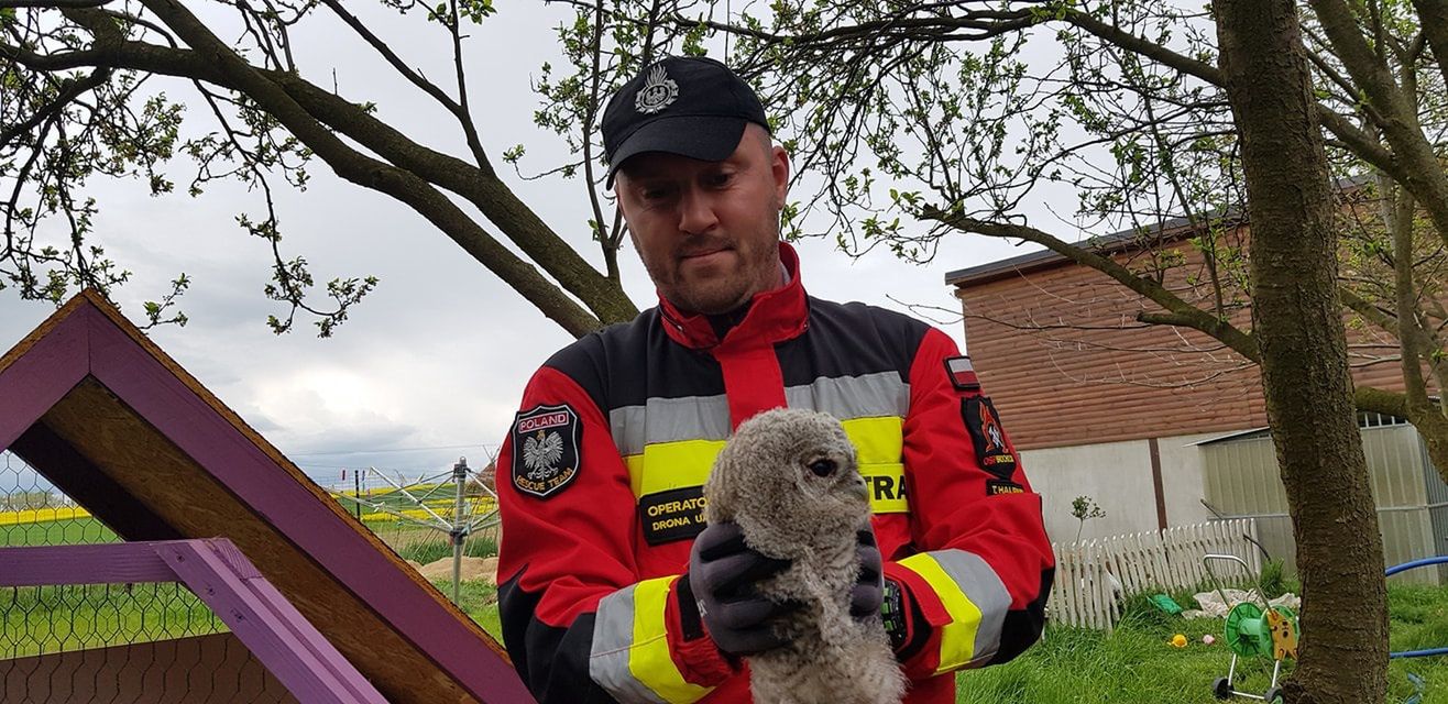 Dolny Śląsk. Młoda sowa uratowana. Mogła zginąć pod kołami samochodu