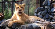 Sensacja w rumuńskim zoo. To krzyżówka lwa i tygrysa