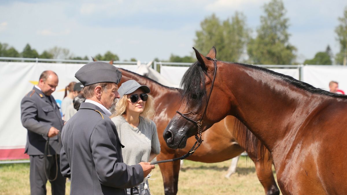 Na zdjęciu 51. aukcja Pride of Poland z 2020 r. Pokaz koni arabskich czystej krwi