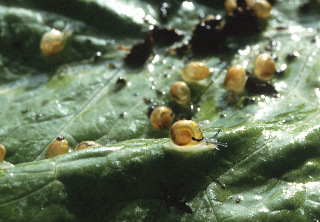 Rhubarb leaves: The garden superhero against slugs and weeds