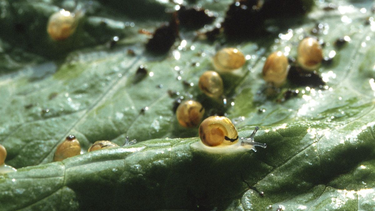 Jak wytępić ślimaki i mszyce z uprawy?