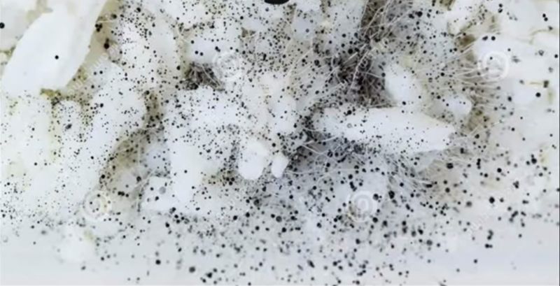 Ugotowany ryż włóż do szczelnego pojemnika i połóż w ciepłym miejscu. W ciągu kilku dni powinna zacząć budować się w środku pleśń. Jeśli jej nie ma, to znak, że masz plastikowy ryż.