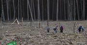 27 milionów nowych drzew posadzą w pilskich lasach w 2019 roku