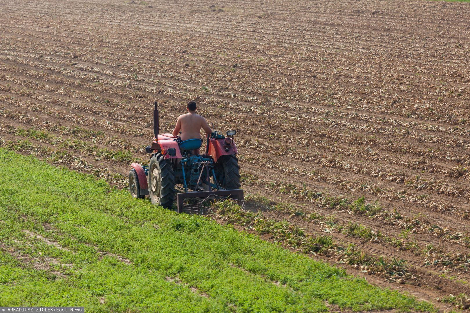 Lubelskie. Śmierć w truskawkach. Rolnik osądzony