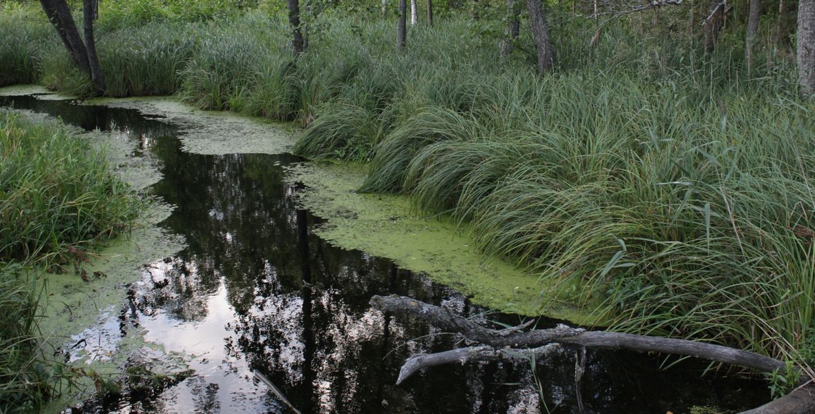 Snopkowskie Bagno niedaleko jeziora Śniardwy 