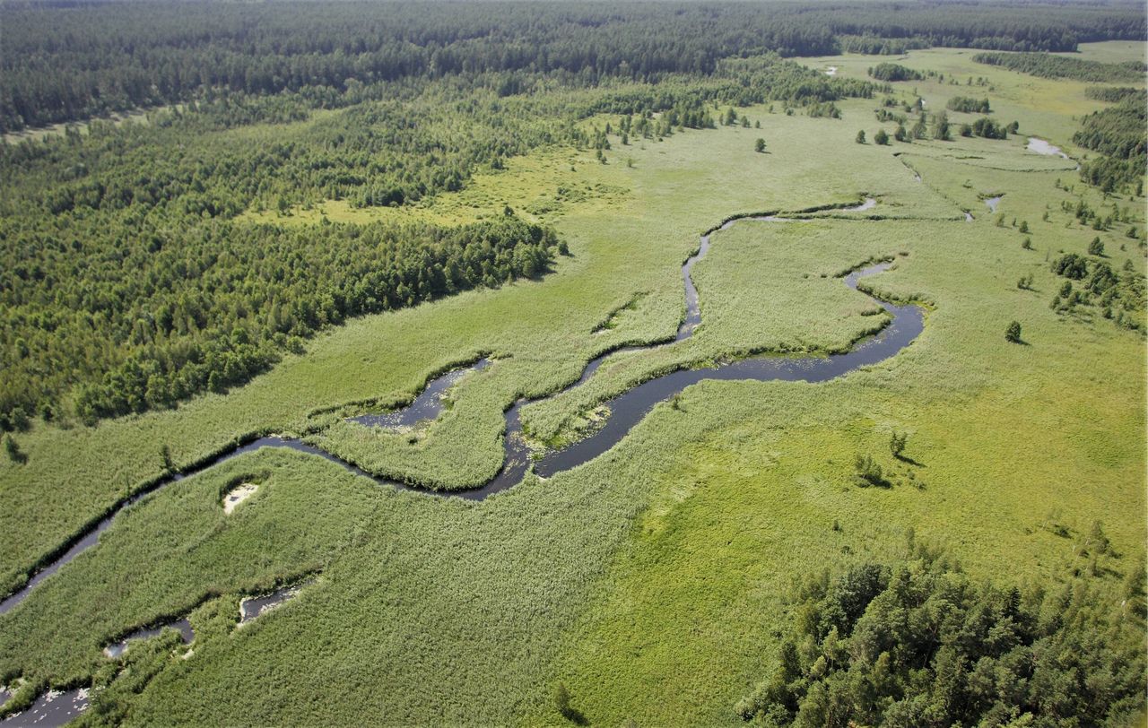 Współczucie dla bagna