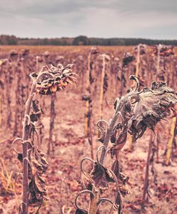Ocieplenie klimatu. Polsce grozi katastrofa ekologiczna