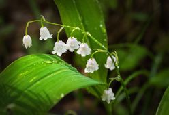 Prognoza Pogody na dziś – środa 27 marca. Sprawdź, jaka będzie dziś pogoda w największych miastach w Polsce