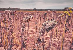 Ocieplenie klimatu. Polsce grozi katastrofa ekologiczna