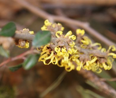 Pogoda zwariowała? "Ten krzew kwitnie zazwyczaj dopiero w lutym"