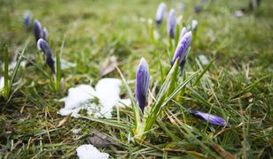 Przed nami ostatnie tchnienie zimy. Od weekendu wzrost temperatury i powrót termicznego przedwiośnia