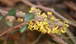 Pogoda zwariowała? "Ten krzew kwitnie zazwyczaj dopiero w lutym"