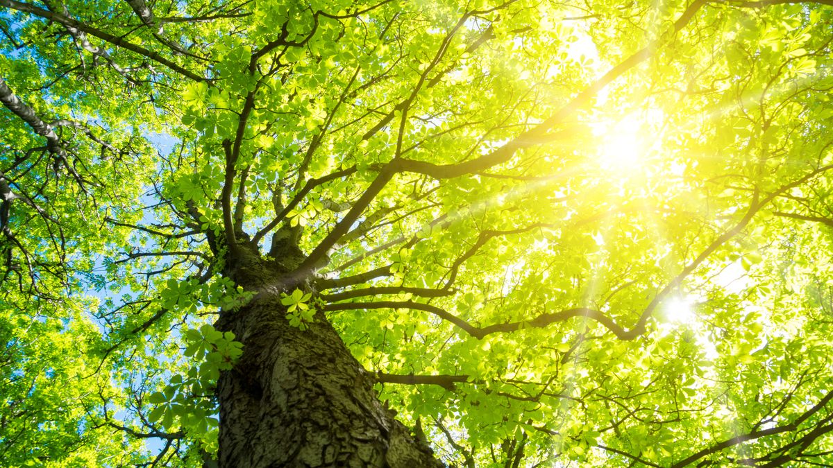 pogoda na poniedziałek