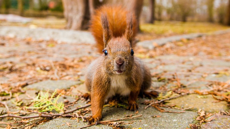 Zima jeszcze ma wrócić