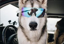 Loki the Wolfdog.  Pies, który jeździł nie tylko koleją