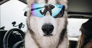 Loki the Wolfdog.  Pies, który jeździł nie tylko koleją