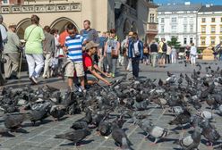 Zagrożeniem dla polskich zabytków są… ptaki. Stanowią coraz większy problem