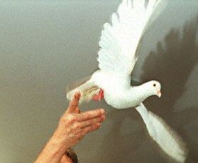 Gołębie pokoju miały służyć wojnie